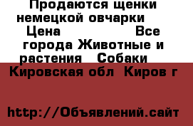 Продаются щенки немецкой овчарки!!! › Цена ­ 6000-8000 - Все города Животные и растения » Собаки   . Кировская обл.,Киров г.